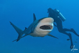 This Reef Shark showing a yawn, as we make our way across... by Steven Anderson 